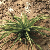 Safed Musli Bulbs