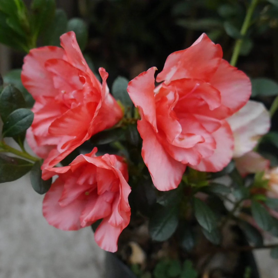 Azalea Southern Aurora