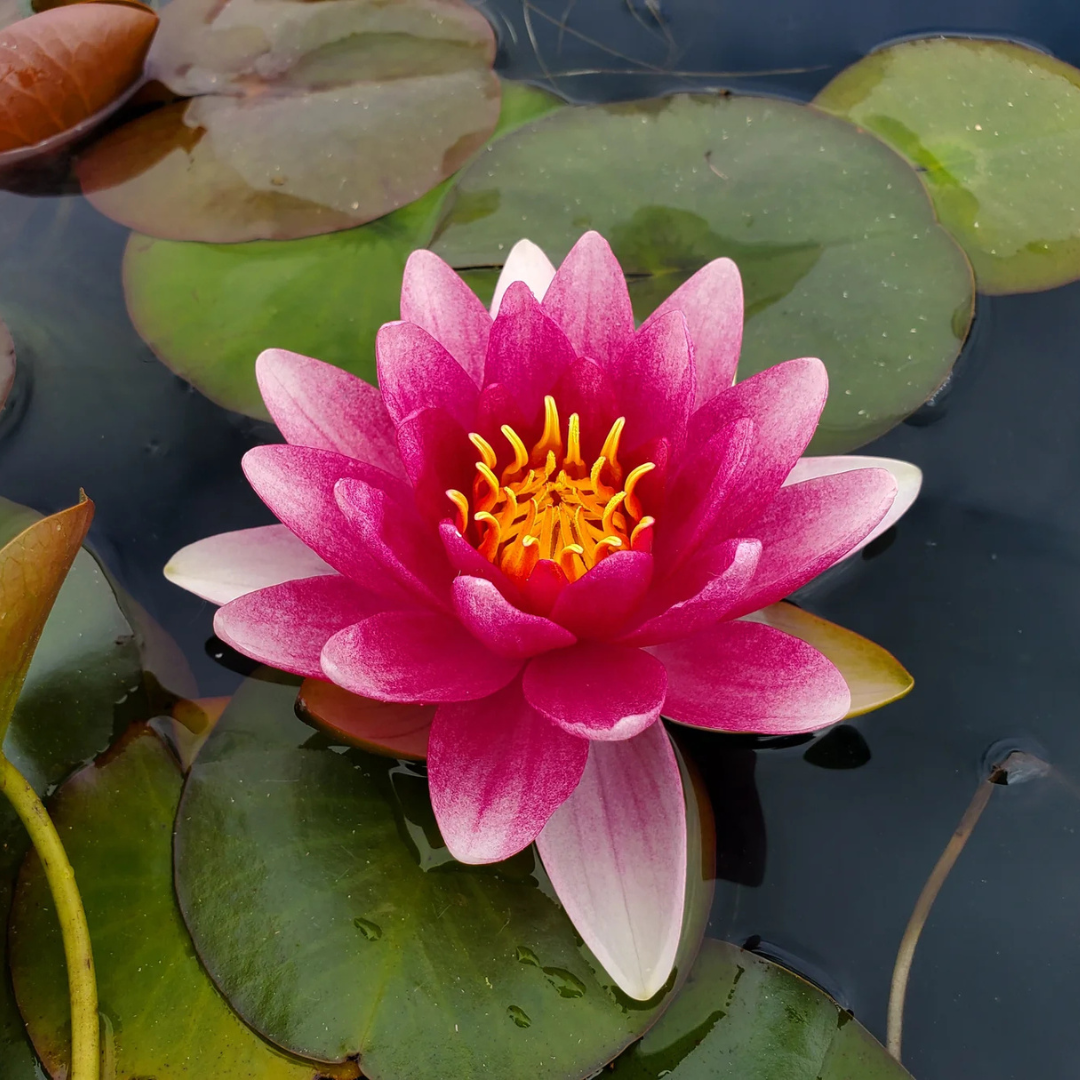 Conqueror Hardy Waterlily