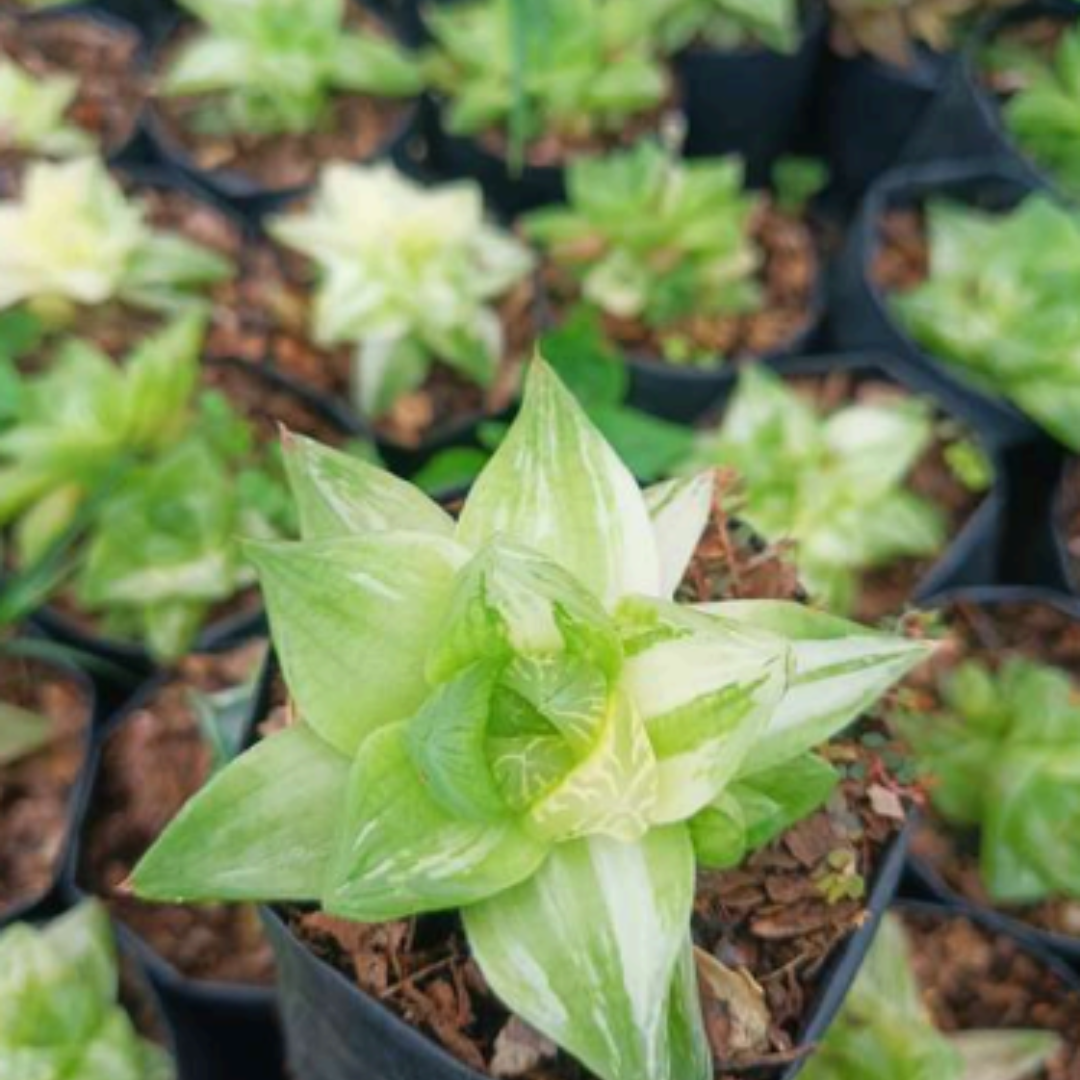 Variegated Haworthia Cymbiformis (Bare Rooted)