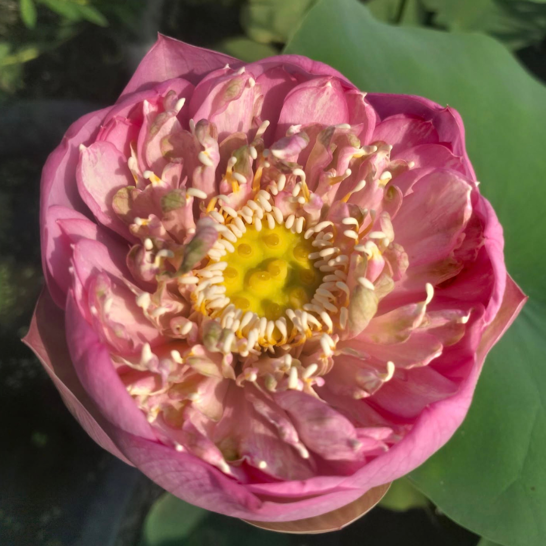 Q133 Lotus Tuber