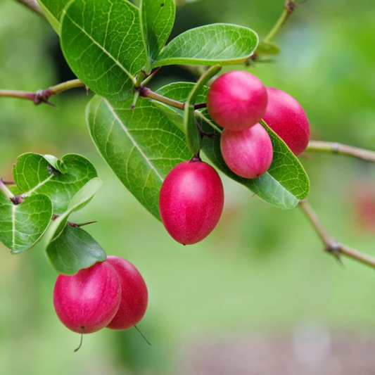 Sweet Karonda Grafted Tree