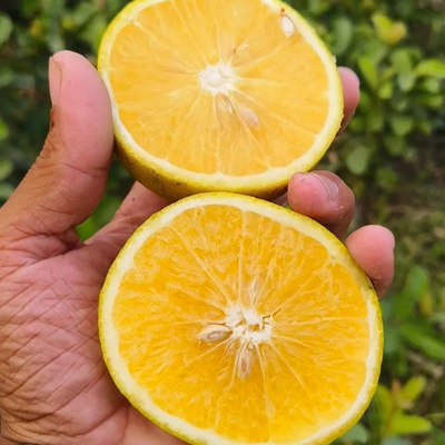 Yellow Malta Grafted Tree