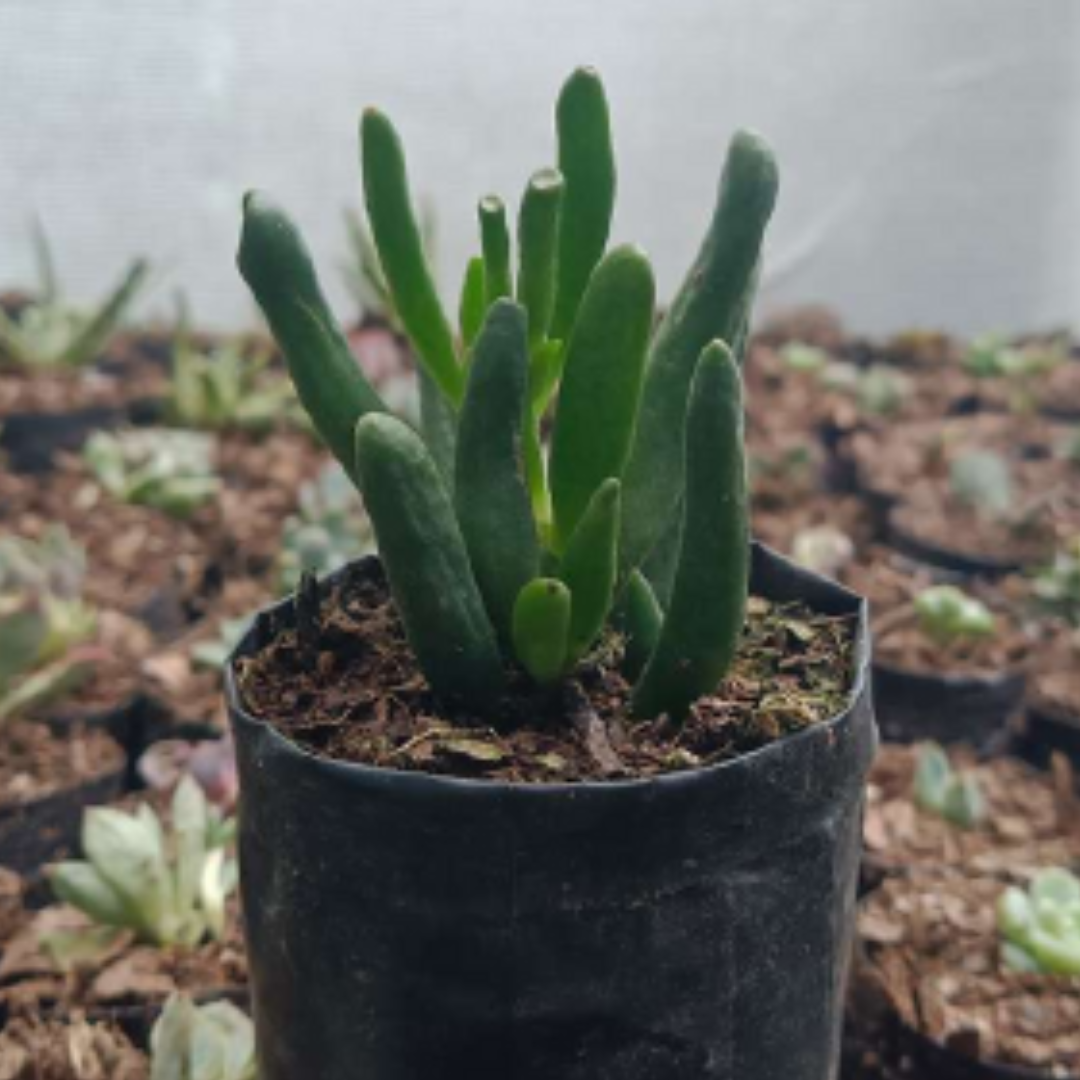 Crassula Gollum