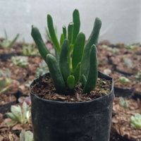 Crassula Gollum