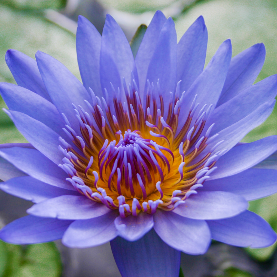 Blue Capensis Tropical Waterlily