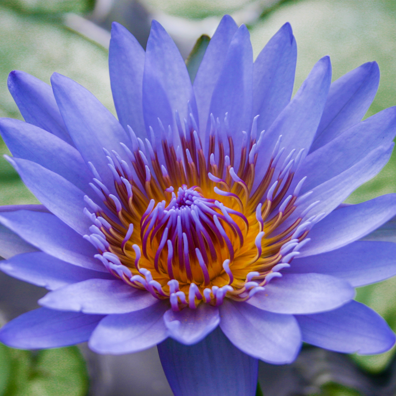 Blue Capensis Tropical Waterlily
