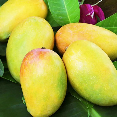 Dasheri Mango Grafted Tree