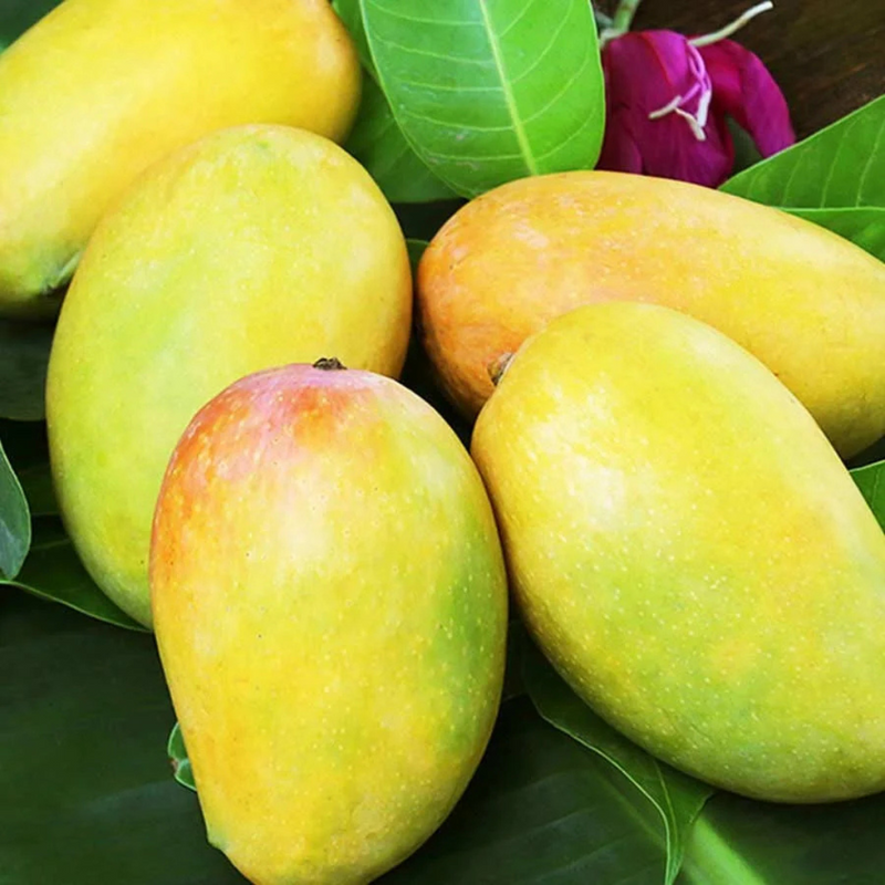 Dasheri Mango Grafted Tree