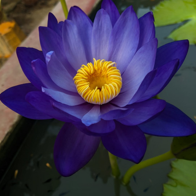 Tarantula Australian Waterlily