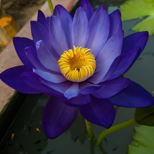 Tarantula Australian Waterlily