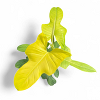 Philodendron Golden Violin