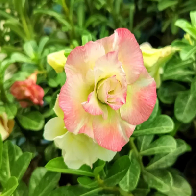 Adenium Rosy - Pink Yellow Camilon Bare Rooted Plant (Grafted)