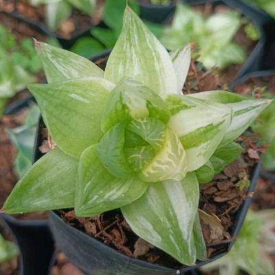 Variegated Haworthia Cymbiformis (Bare Rooted)