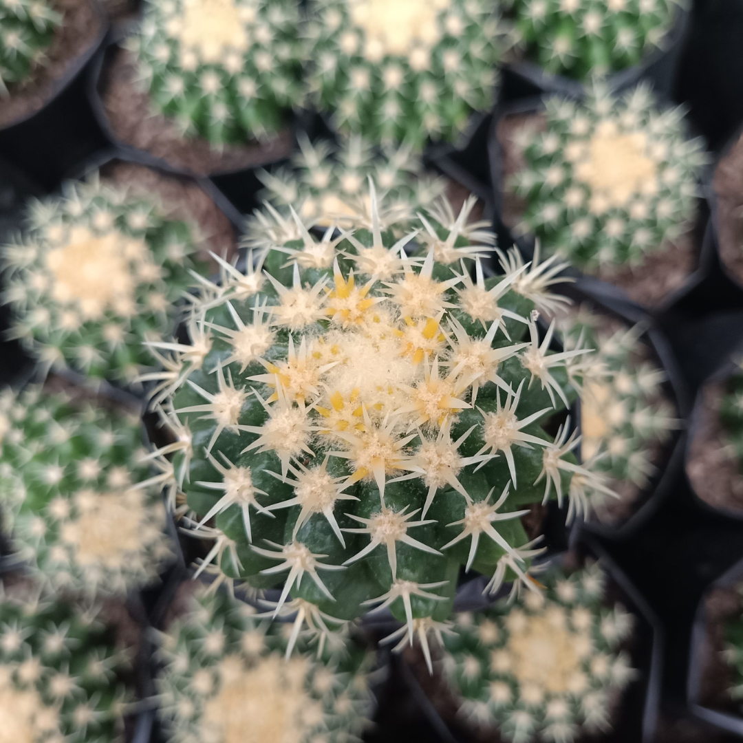 Rare Echino Curvy Spines Cactus (Bare Rooted)
