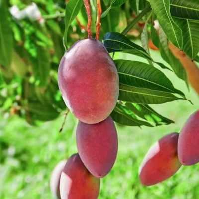 Taiwan Red Mango Grafted Tree