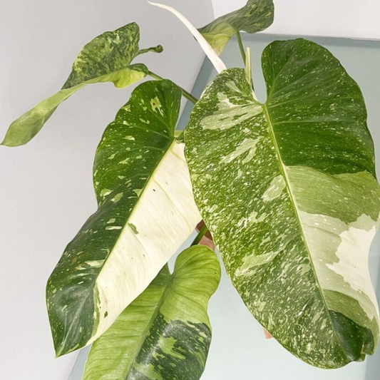 Philodendron Jose Buono Variegated