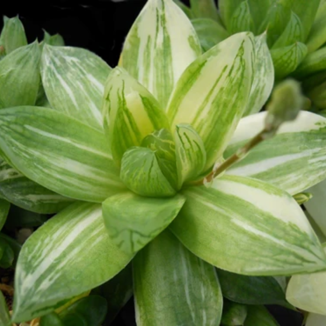 Variegated Haworthia Cymbiformis (Bare Rooted)