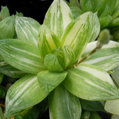 Variegated Haworthia Cymbiformis (Bare Rooted)