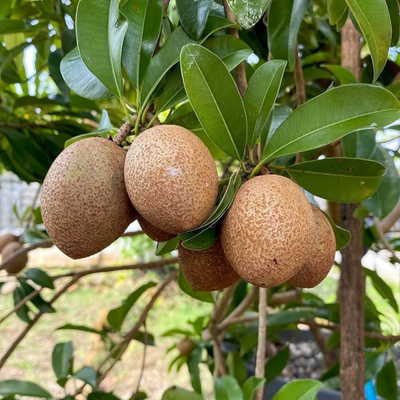 Kalapati Chiku Grafted Tree