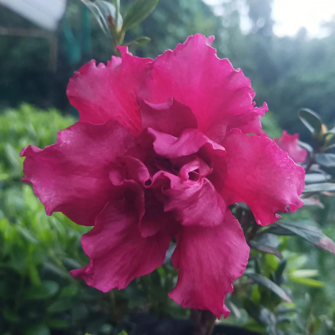 Azalea Baby Shanghai X Ruffles Plant