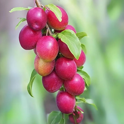 Miss India Apple Ber Grafted Tree