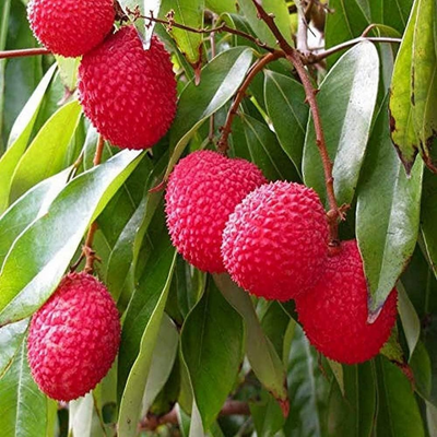 Muzaffarpur Lychee Grafted Tree