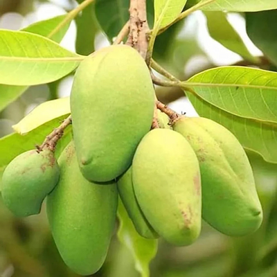 Bari 11 Mango Grafted Tree