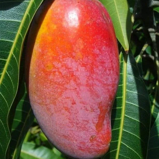 Red Ivory Mango Grafted Tree