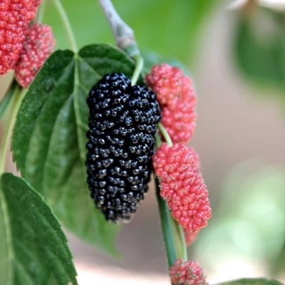 Short Mulberry Grafted Tree
