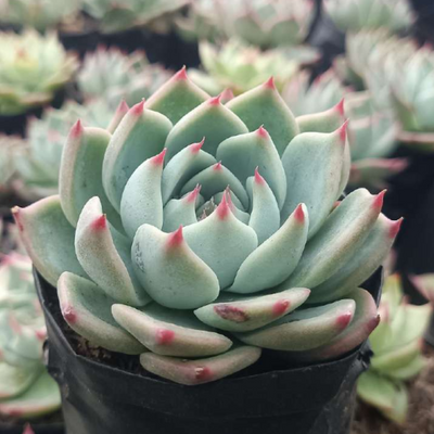 Echeveria Chihuahuaensis (Blue Bird)