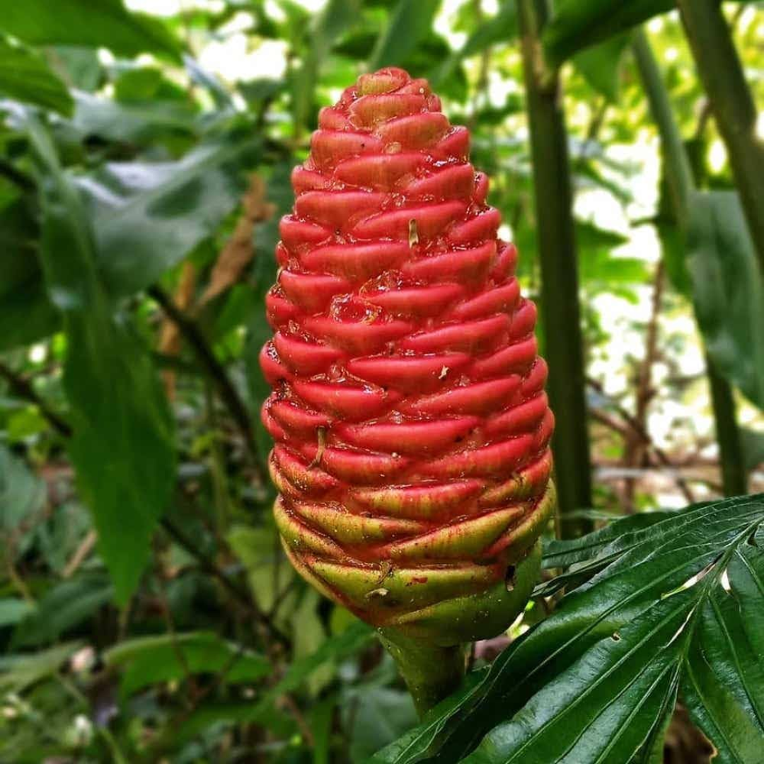 Shampoo Ginger Bulbs