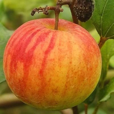 Ball Sundari Apple Ber Grafted Tree