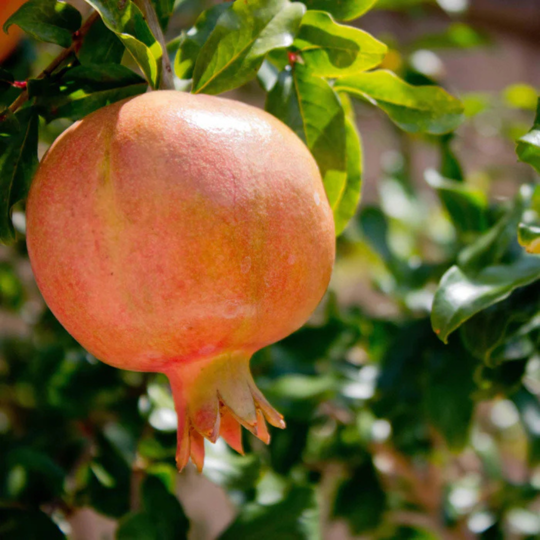 Bhagwa Anar Grafted Tree