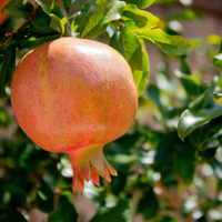 Bhagwa Anar Grafted Tree