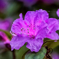 Azalea Purple (Double Flower) Plant