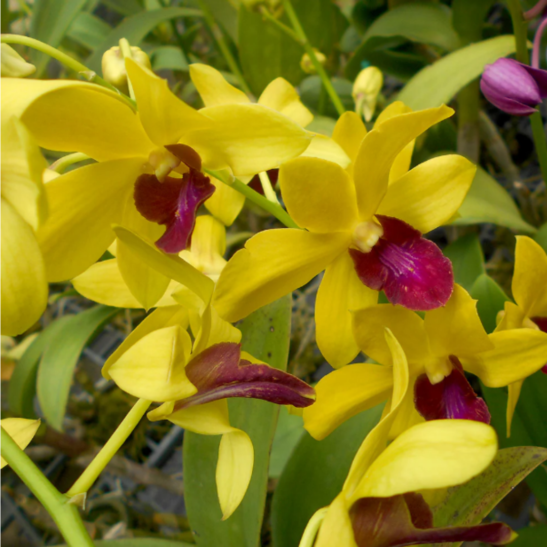 Dendrobium Give By God (Blooming Size)