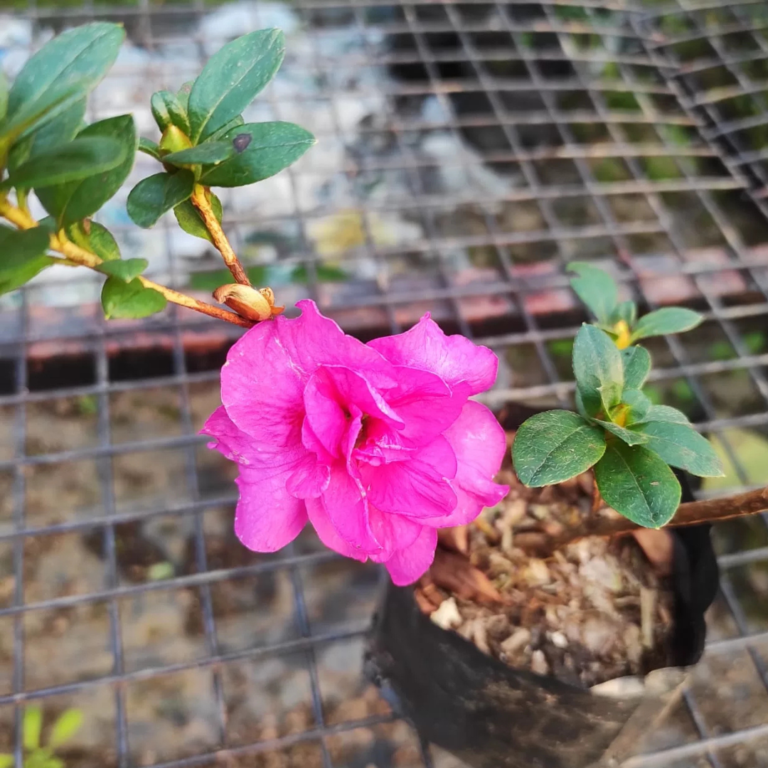 Azalea Shanghai Baby Hybrid