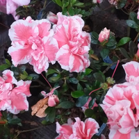 Azalea California Doll Variegated Plant