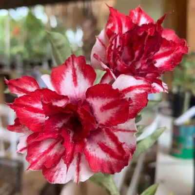 Adenium Rosy - Carnatum Bare Rooted Plant (Grafted)