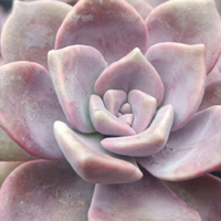 Graptopetalum superbum