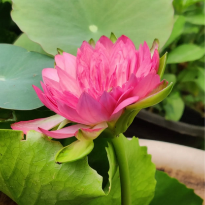 Pink Korakot Tropical Waterlily