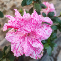 Azalea Belgian Stripe (Double Flower) Plant