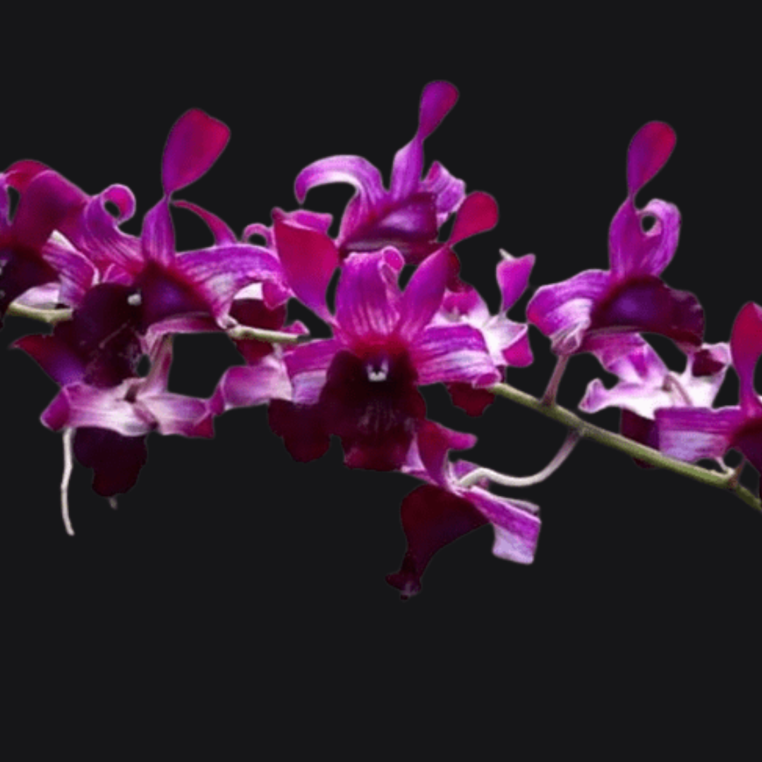 Dendrobium Indonesian Raya Red (Blooming Size)