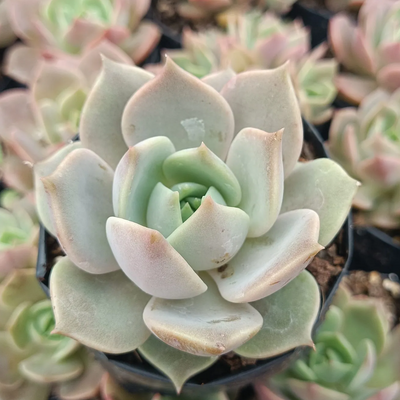 Echeveria Madiba X Lola (Bare Rooted)