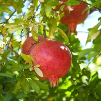 Sinduri Anar Grafted Tree