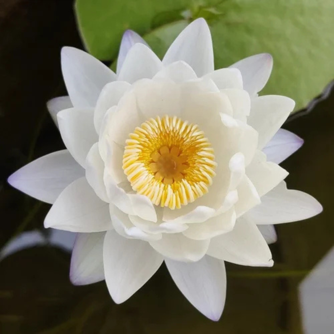 Mermaid Australian Waterlily