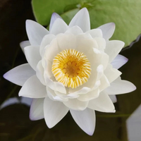 Mermaid Australian Water Lily