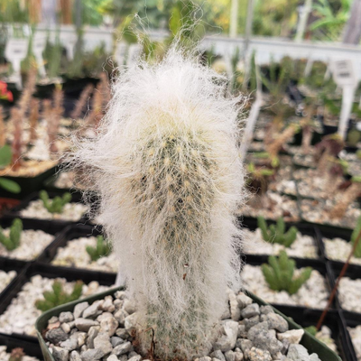 Peruvian Old Man Cactus (Bare Rooted)