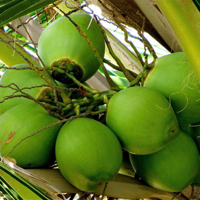 Hybrid Coconut Grafted Tree